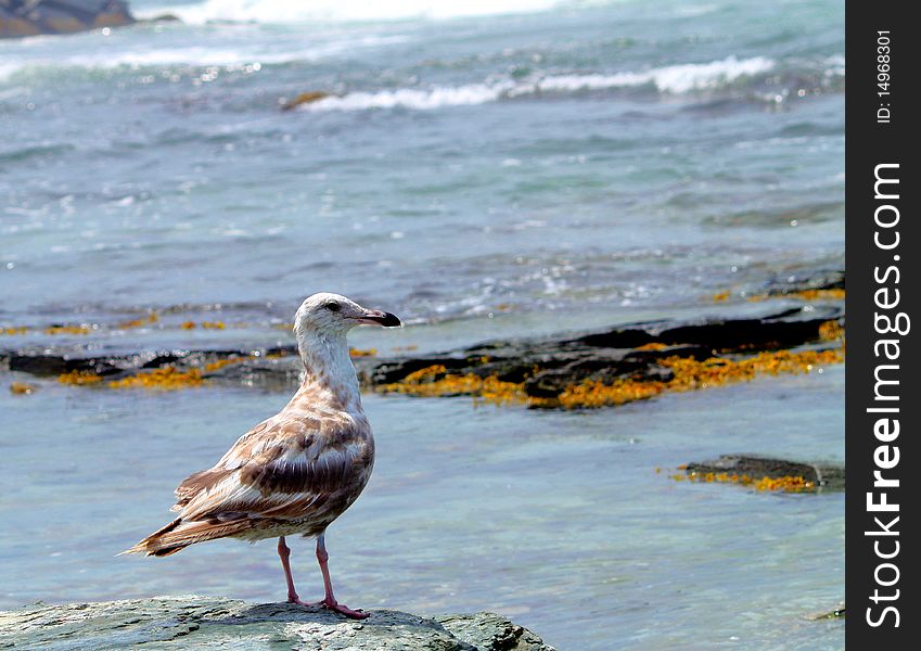 Closeup of a sea gull with water in background. Closeup of a sea gull with water in background