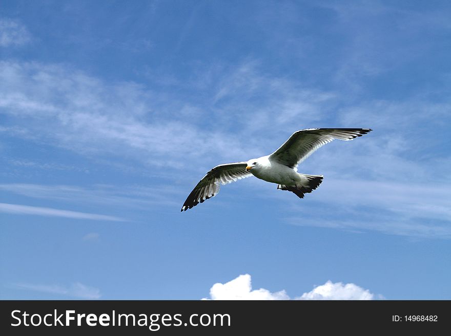 Sea gull flying isolated with blue sky and copy space. Sea gull flying isolated with blue sky and copy space