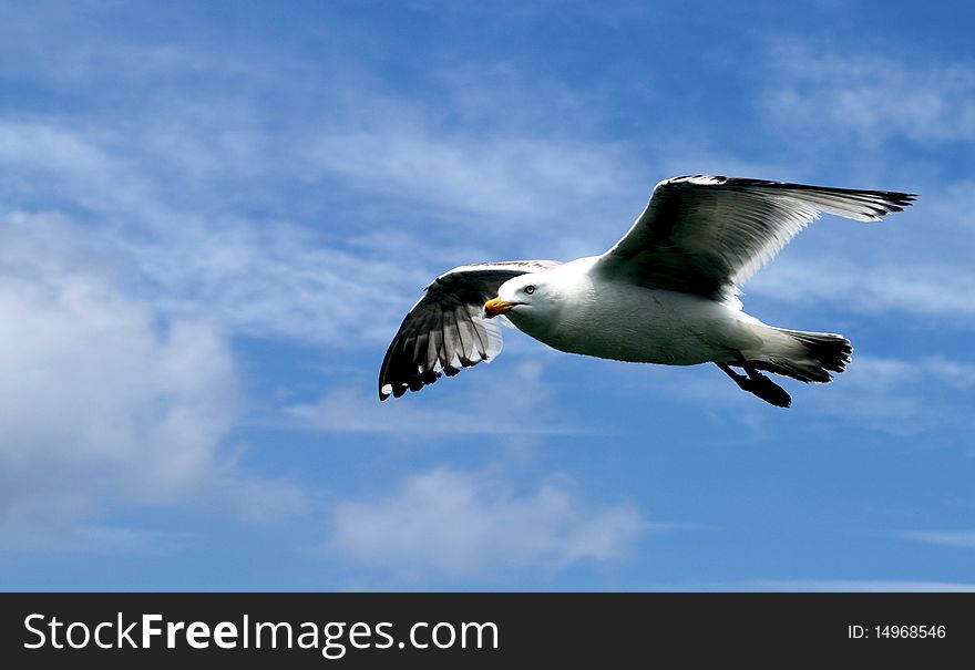 Sea gull flying isolated with blue sky and copy space. Sea gull flying isolated with blue sky and copy space