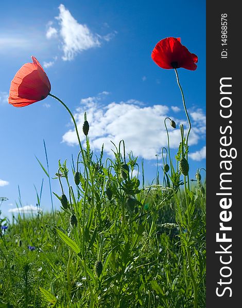 Vertical photo with poppies and another plants. Vertical photo with poppies and another plants.