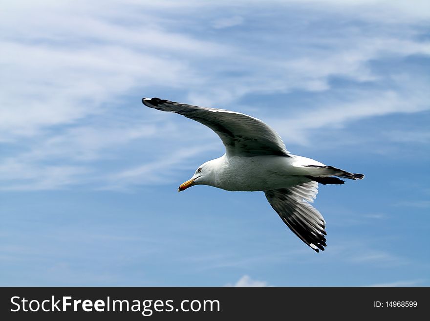 Seagull In Flight