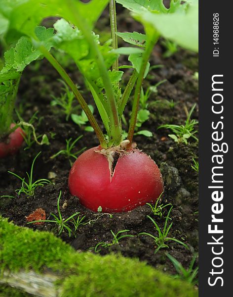 Growing fresh red radish on garden bed