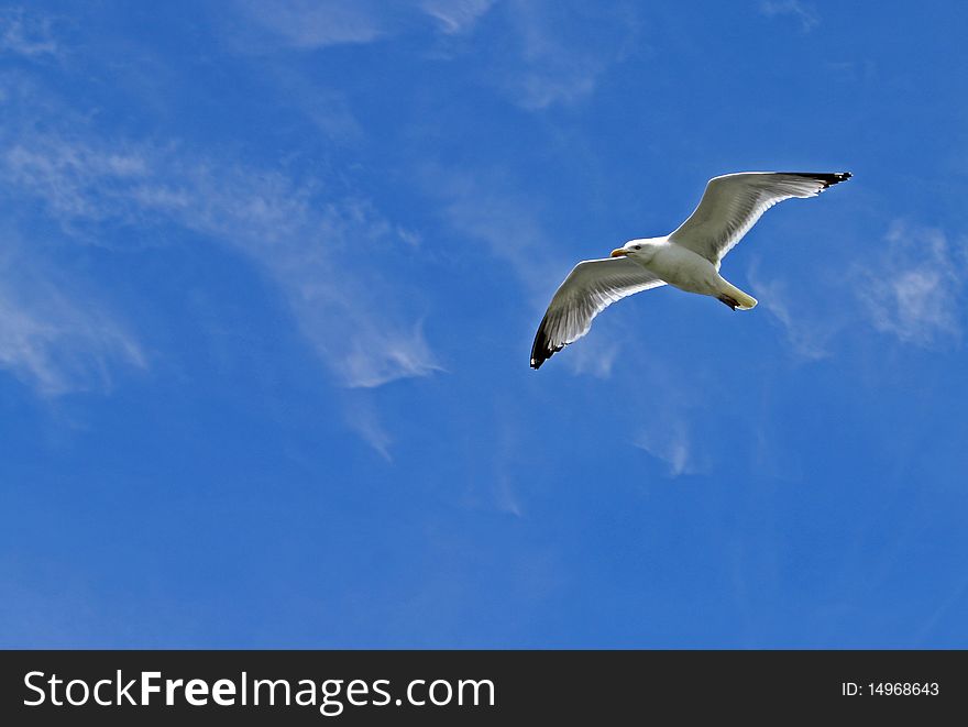 Sea gull flying isolated with blue sky and copy space. Sea gull flying isolated with blue sky and copy space