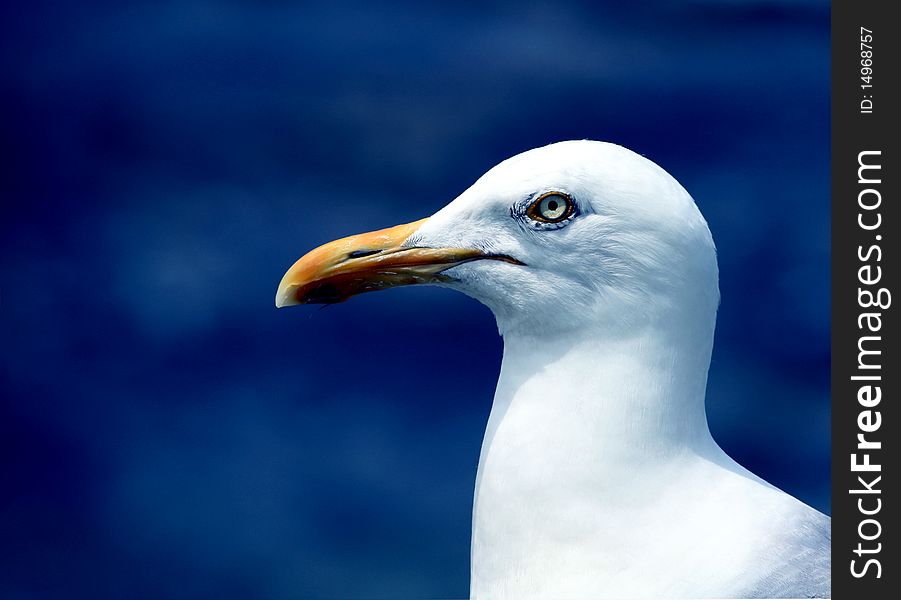 Closeup of a sea gull with water in background. Closeup of a sea gull with water in background