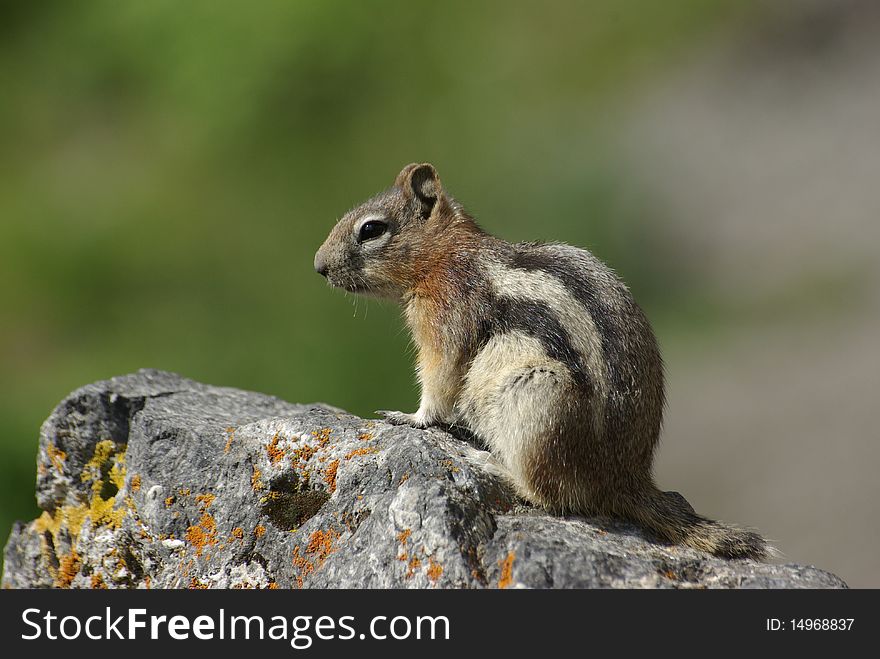 Chipmunk on a hiking trail near canmore, alberta