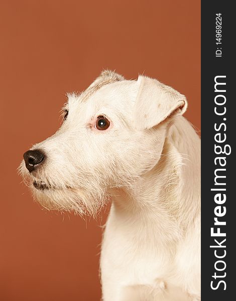 Close up shot from a lovely white Parson Jack Russel female isolated on brown studio background. Close up shot from a lovely white Parson Jack Russel female isolated on brown studio background.