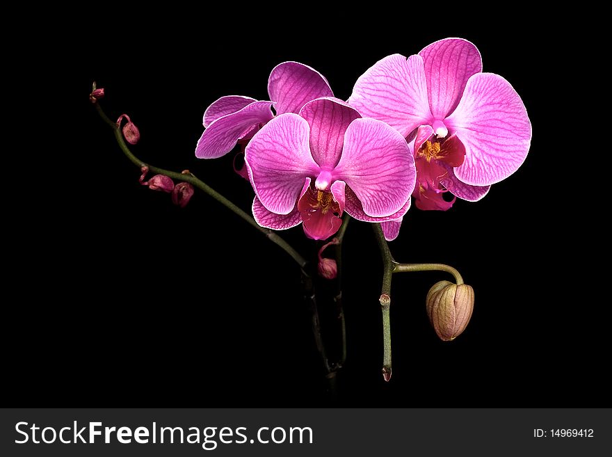 Colorful pink orchid on black background isolated