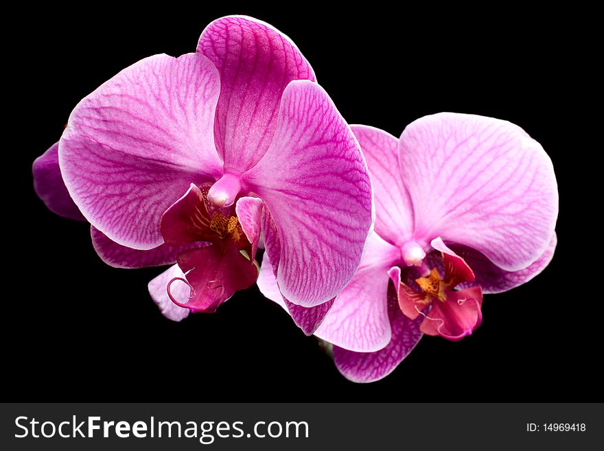 Colorful pink orchid closeup on black background isolated