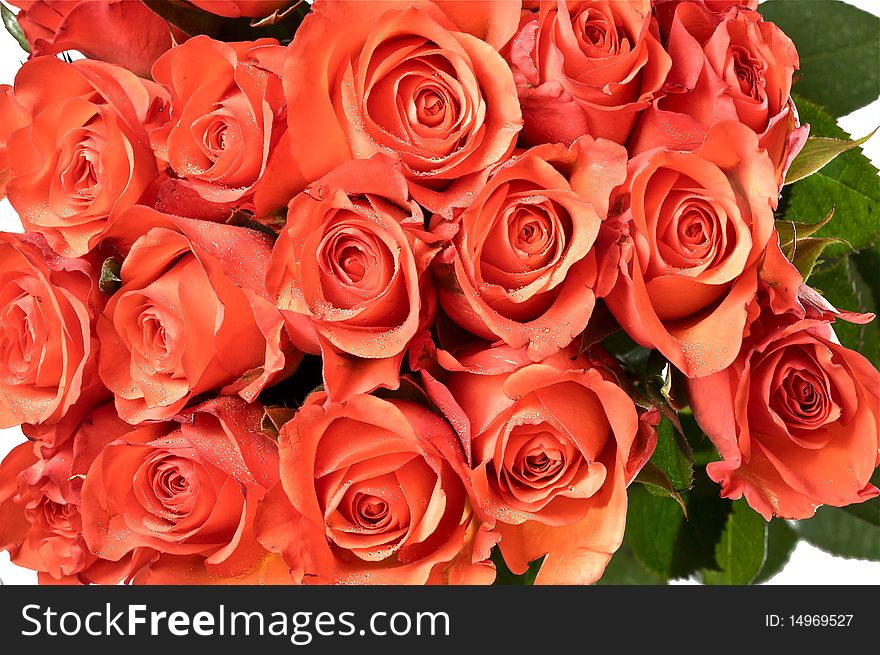 Bunch Of Red Roses On White