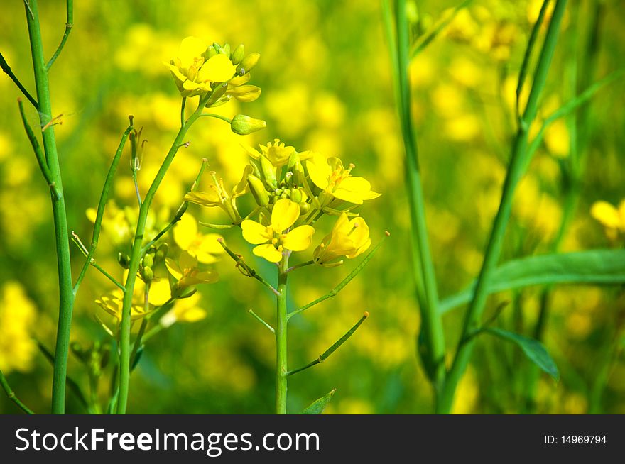 Field with yellow flowers of rape. Field with yellow flowers of rape
