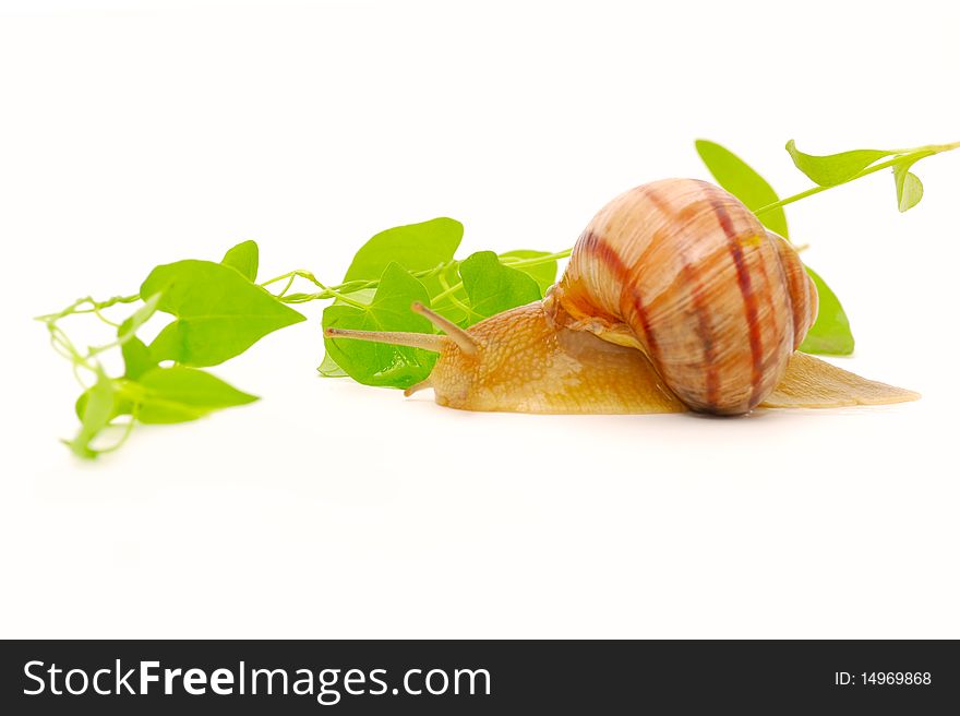 Snail creeping on the leaves of grape