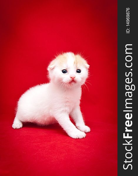 Little fluffy kitten on a red background