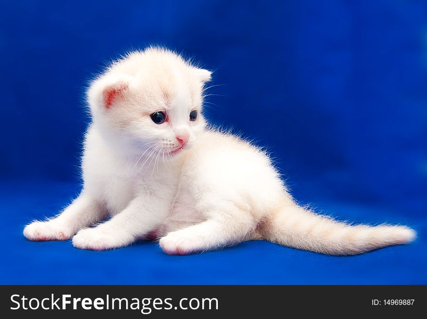 Little kitten on a blue background