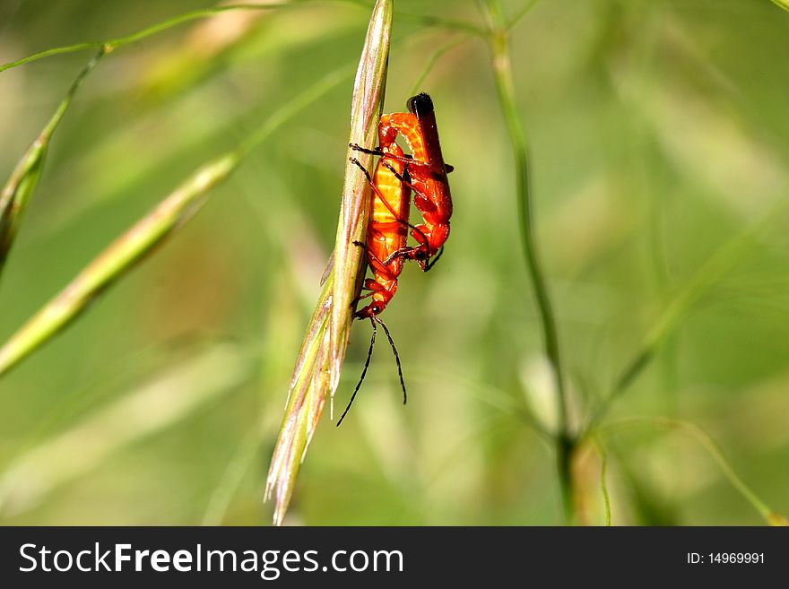 Common Red Soldier Beetle - Rhagonycha fulva Mating In Morning Sun