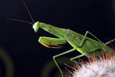 Free Pray For The Mantis Royalty Free Stock Photos - 149688038