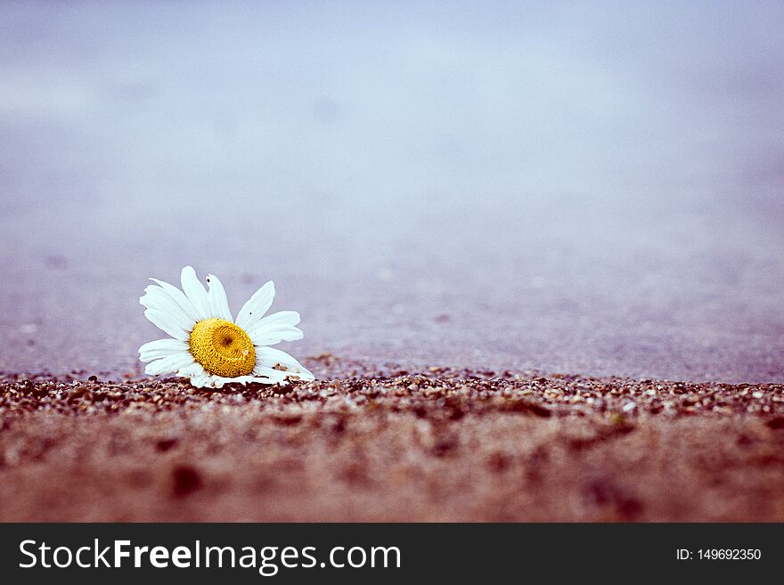 White and yellow flower next to a lake where the sand in front is blurred out. Grey weather mood. White and yellow flower next to a lake where the sand in front is blurred out. Grey weather mood.