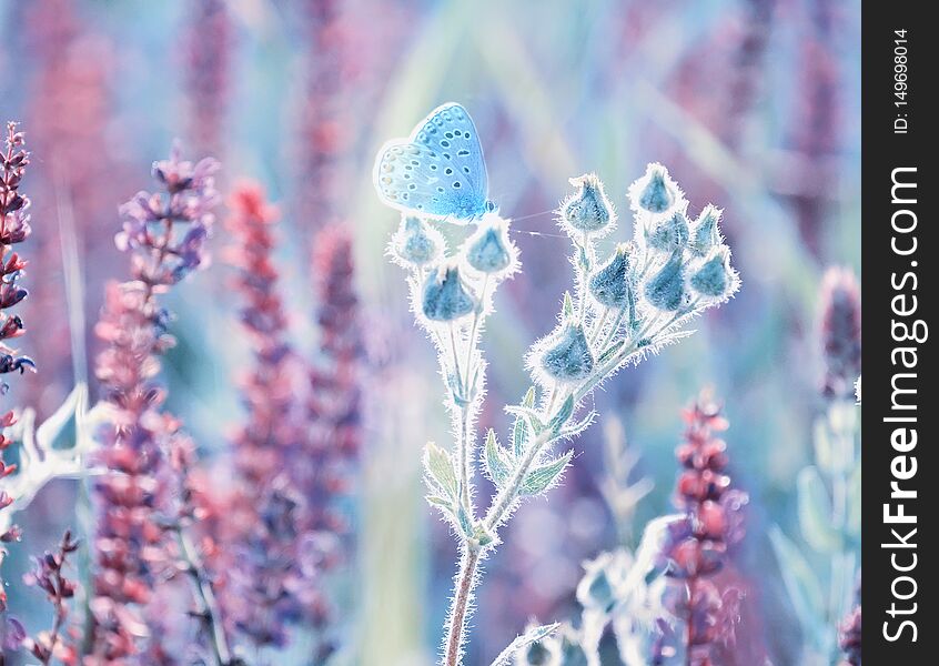 A gentle little bluebird butterfly on sage flowers in a meadow. Artistic tender photo.