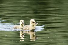 Three Greylag Goose Goslings Royalty Free Stock Photo Three Greylag Goose Goslings Royalty Free Stock Photo