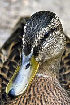 Ducks Head Stock Images