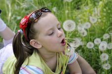 The Girl With Dandelions Royalty Free Stock Images The Girl With Dandelions Royalty Free Stock Images