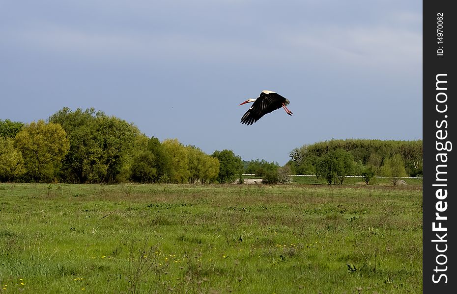 Flying stork over the green meadow