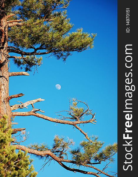 Old tree with moon in background. Old tree with moon in background