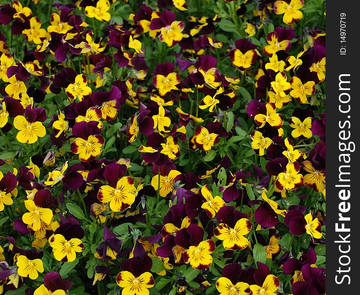 Pansies in a spring garden. Pansies in a spring garden