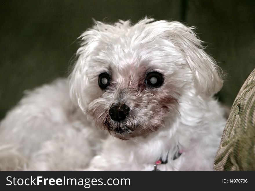 Small Mature Adult Female White Maltese Dog