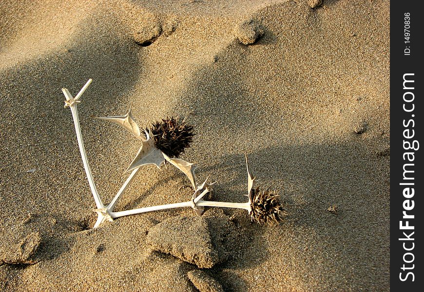 Dried bunch of thistle lost in the sands of desert. Dried bunch of thistle lost in the sands of desert