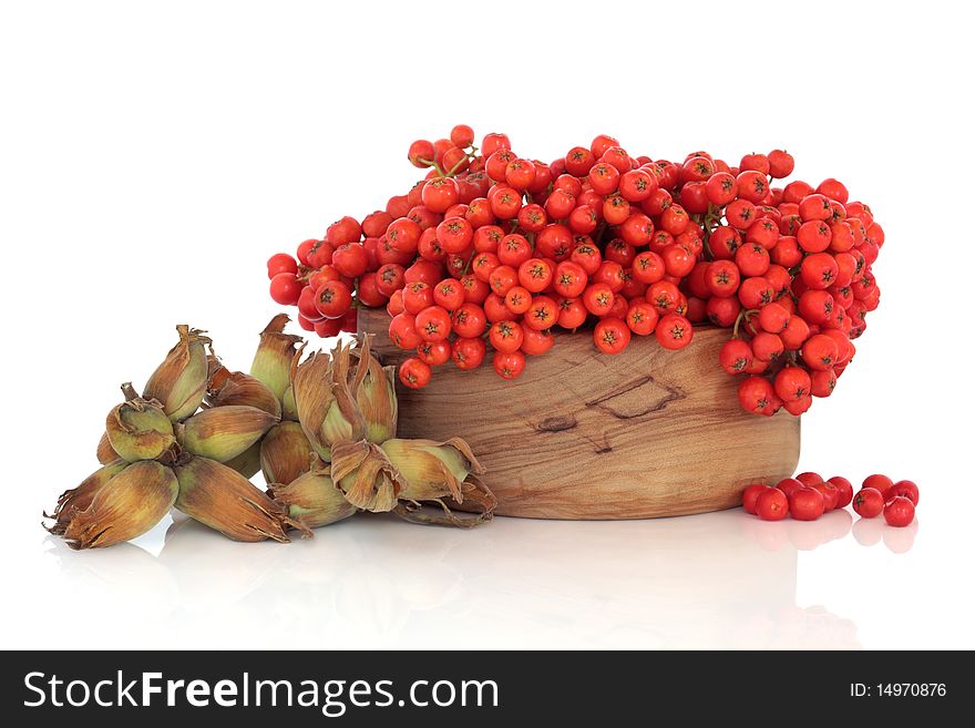 Wild rowan berry fruit in an olive wood bowl with scattered hazelnuts, isolated over white background. Wild rowan berry fruit in an olive wood bowl with scattered hazelnuts, isolated over white background.