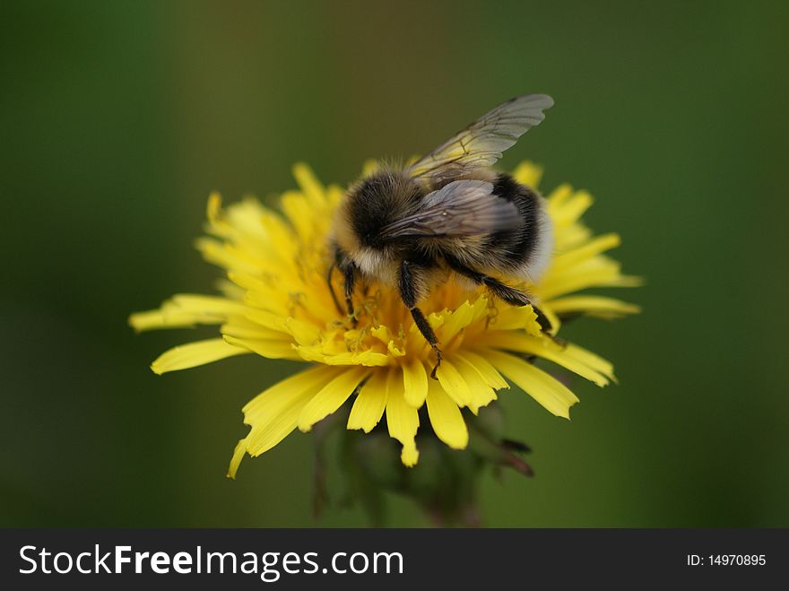 A fluffy bee resting on a bright yellow dandelion. A fluffy bee resting on a bright yellow dandelion