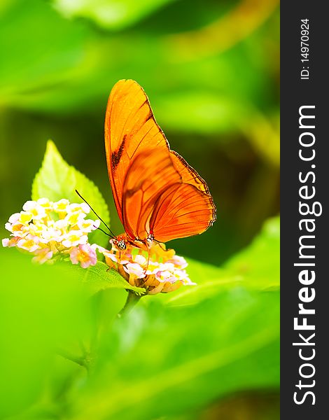 Banded Orange Butterfly feeding on a flower.