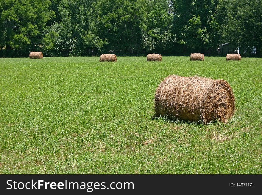 Rolls of hay in a freshly mown field. Rolls of hay in a freshly mown field