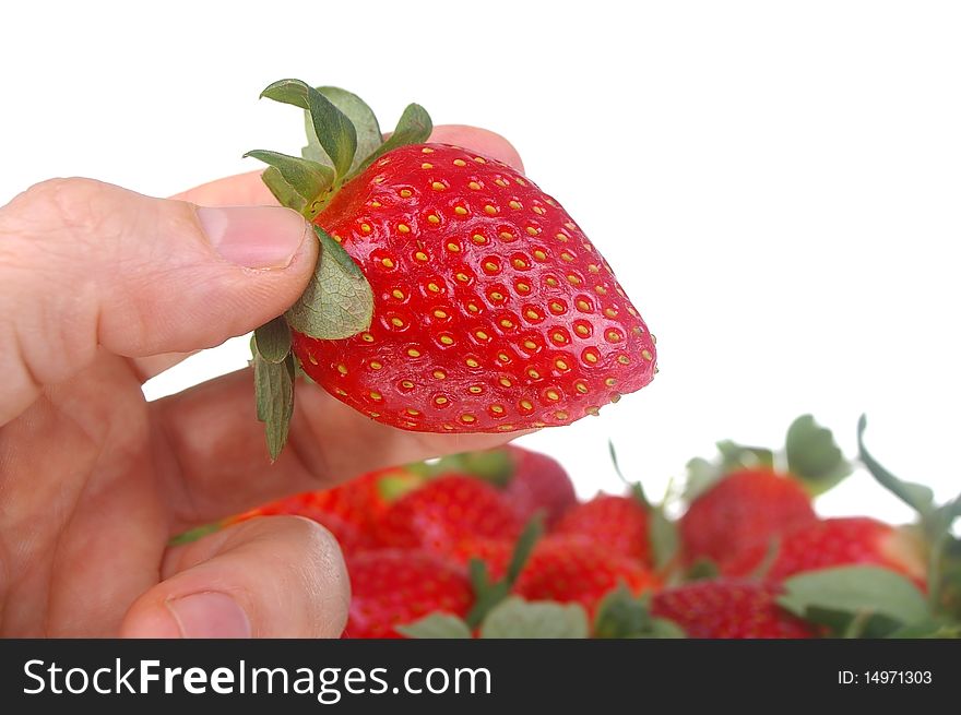 Man holding the pick of the bunch of strawberry. Man holding the pick of the bunch of strawberry