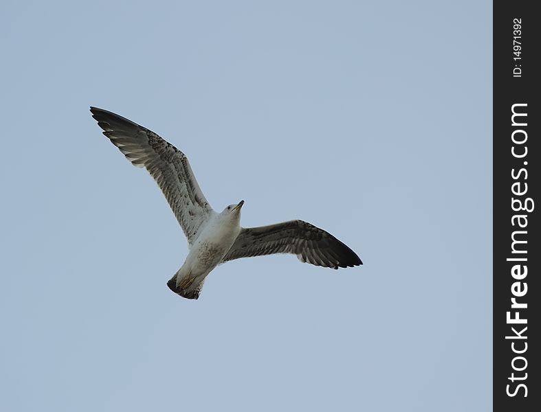 Juvenile Lesser Black-backed gull