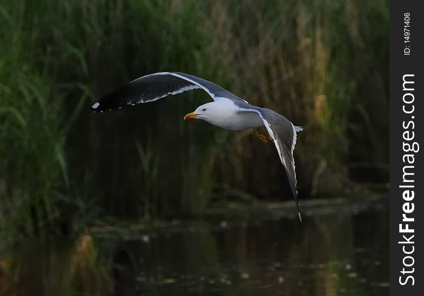 Adult Lesser Black-backed gull (Larus fuscus) soaring on suface of a lake with waterweeds