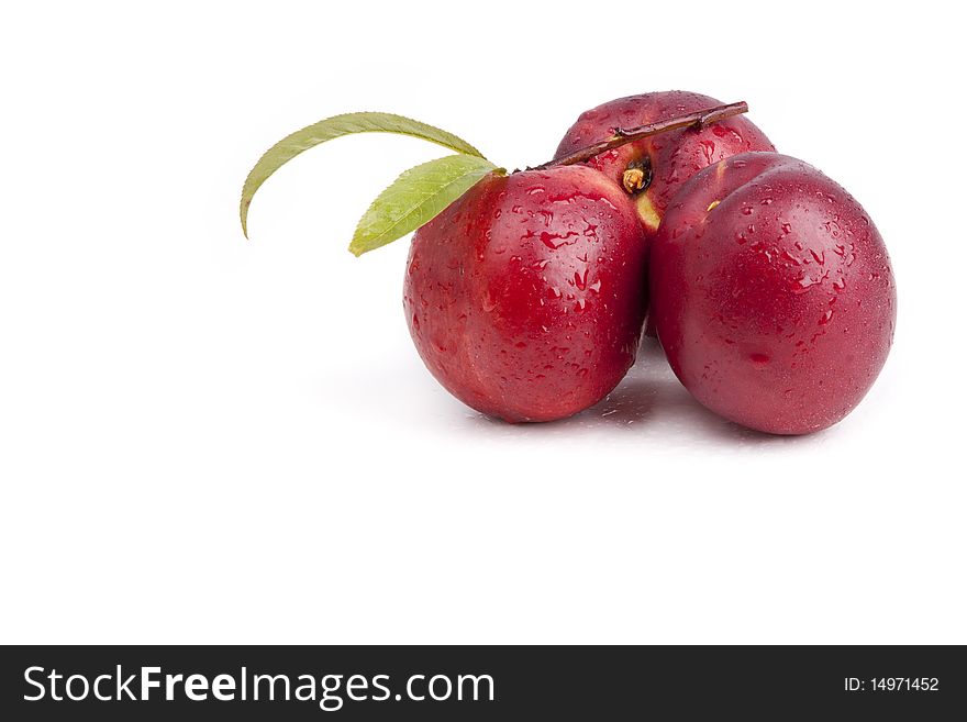 Tree nectarines one with leafs