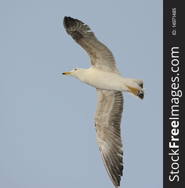 Juvenile Lesser Black-backed gull (Larus fuscus) soaring in blue sky