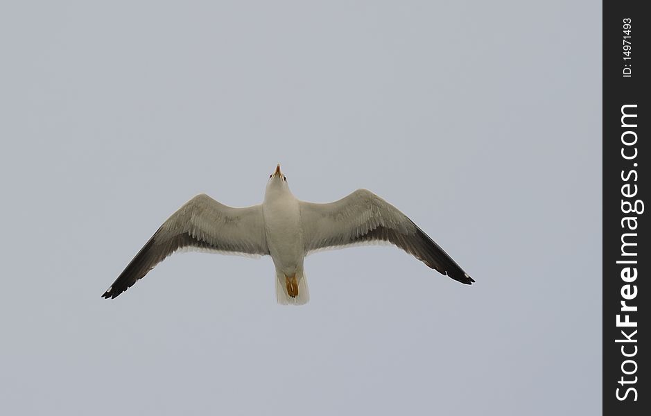 Lesser Black-backed gull (Larus fuscus) soaring in blue sky