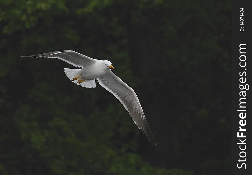 Lesser Black-backed gull