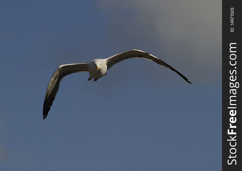 Lesser Black-backed Gull