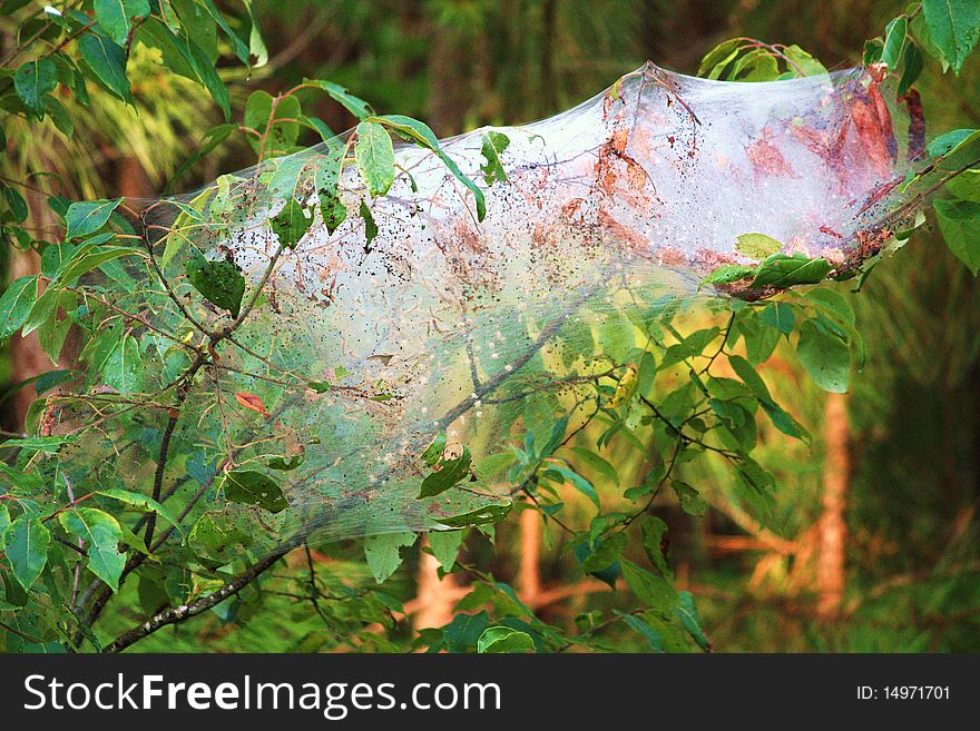 This is a picture of a silk bag containing hundreds of worms. This is a picture of a silk bag containing hundreds of worms.
