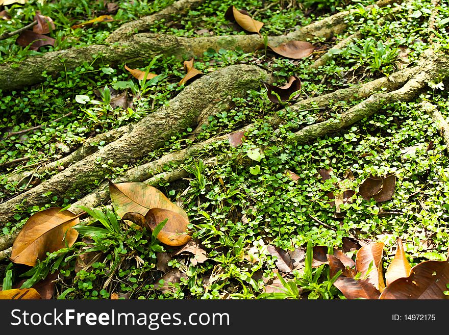 Roots and dry leaf are under the trees. Roots and dry leaf are under the trees