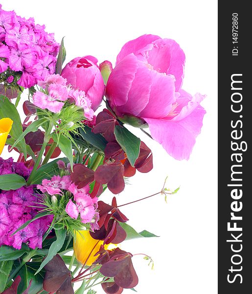 Pink and orange June flowers isolated on white postcard. Pink and orange June flowers isolated on white postcard