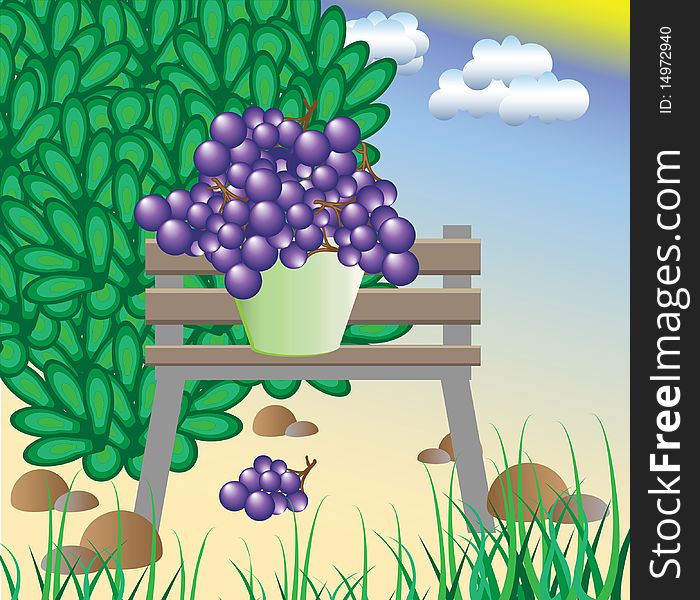 The collected grapes cost on a bench. Vector illustration.