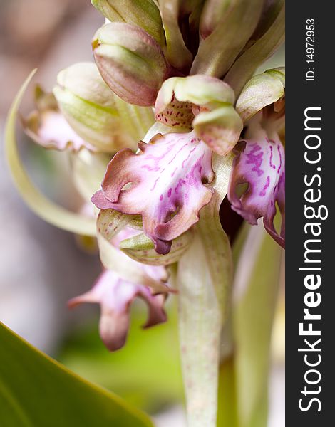 Macro details of a Giant Orchid ( himantoglossum robertianum) in spring.