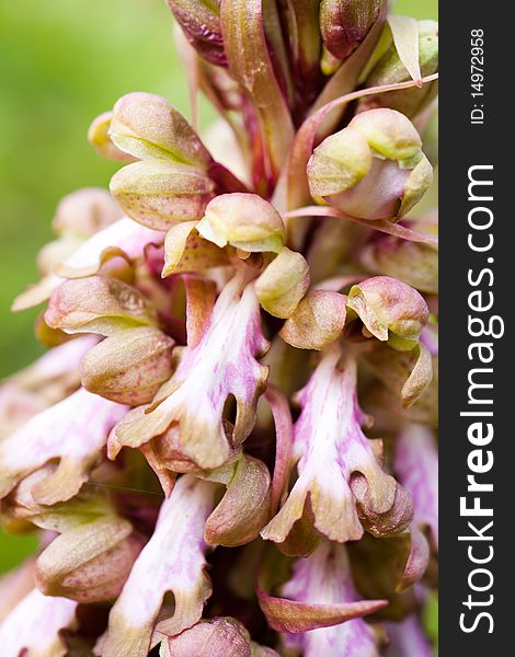 Macro details of a Giant Orchid ( himantoglossum robertianum) in spring.