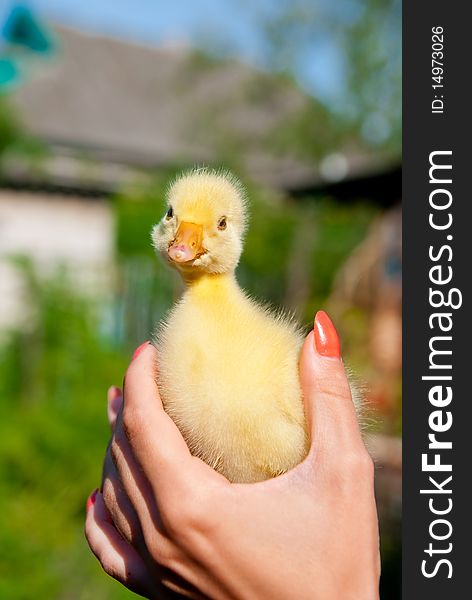 One small chick in woman's hand. Outdoor shot