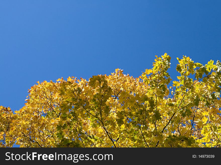 Yellow maple leaves against clear blue sky. Yellow maple leaves against clear blue sky