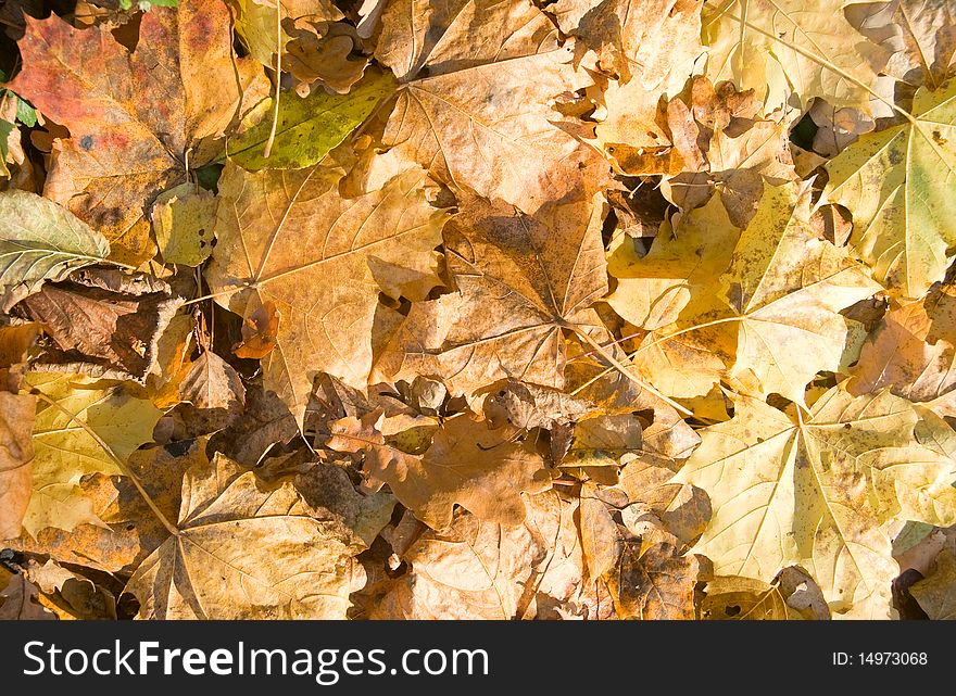 Background of yellow maple leaves in the autumn. Background of yellow maple leaves in the autumn